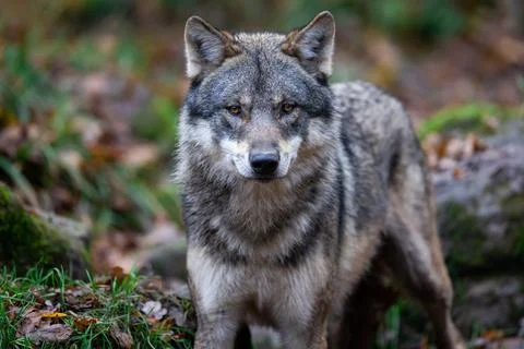 A grey wolf in the forest Foto stock