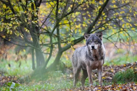 A grey wolf in the forest Stock Photos