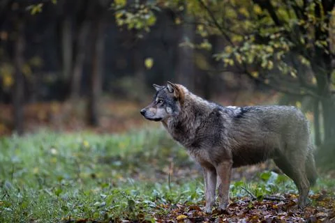 A grey wolf in the forest Stock Photos