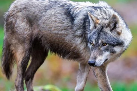 A grey wolf in the forest Stock Photos