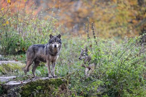 A grey wolf in the forest Foto stock
