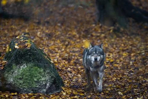 A grey wolf in the forest Foto stock