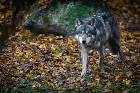 A grey wolf in the forest Stock Photos