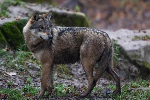 A grey wolf in the forest Foto stock
