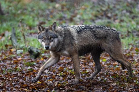 A grey wolf in the forest Stock Photos