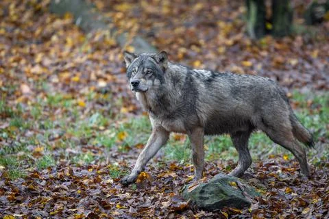 A grey wolf in the forest Stock Photos