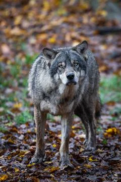 A grey wolf in the forest Stock Photos