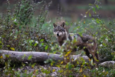 A grey wolf in the forest Stock Photos
