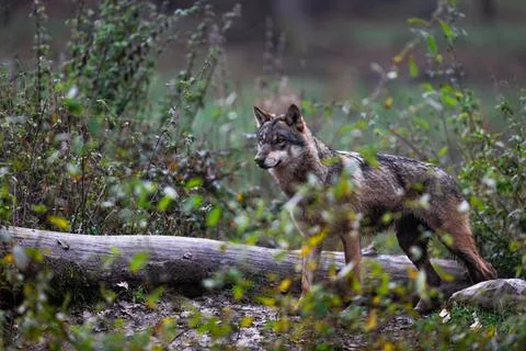 A grey wolf in the forest Stock Photos