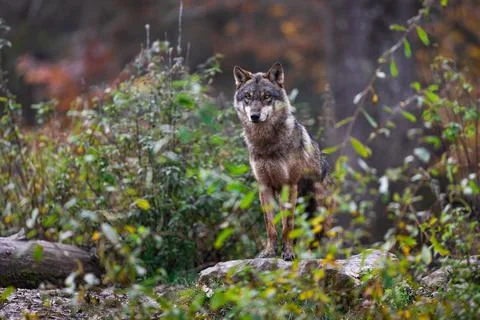 A grey wolf in the forest Stock Photos