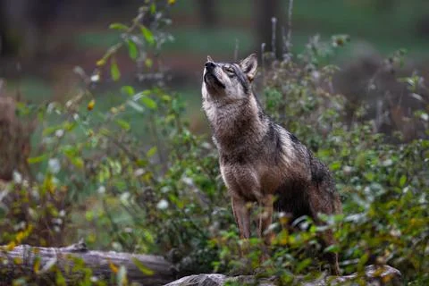A grey wolf in the forest Foto stock