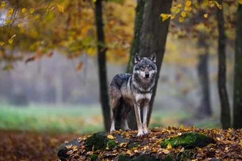 A grey wolf in the forest Stock Photos