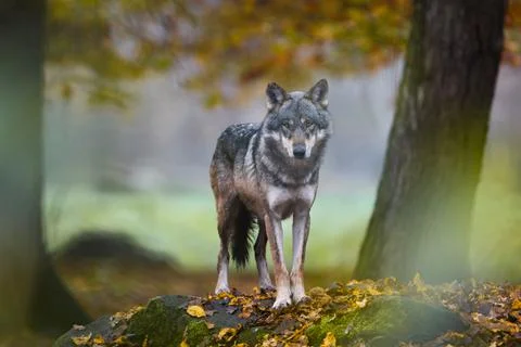 A grey wolf in the forest Stock Photos