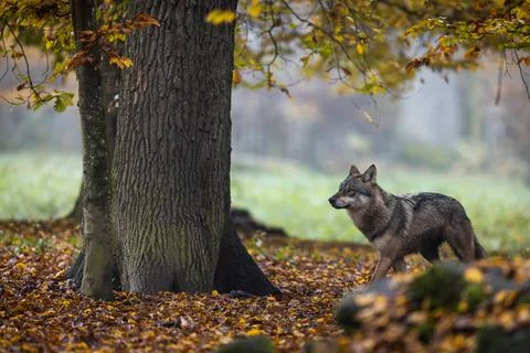 A grey wolf in the forest Stock Photos