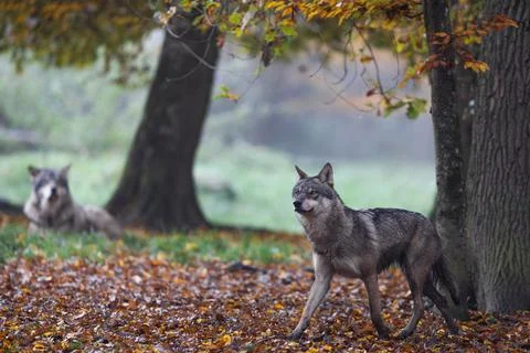 A grey wolf in the forest Stock Photos