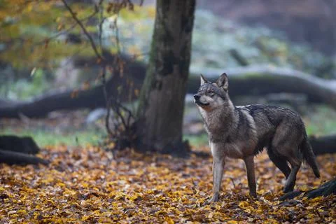 A grey wolf in the forest Foto stock