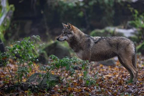A grey wolf in the forest Stock Photos