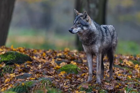 A grey wolf in the forest Stock Photos