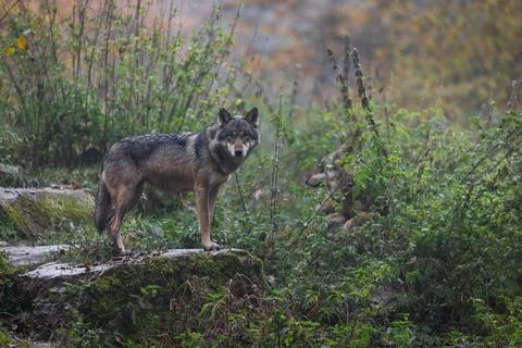 A grey wolf in the forest Stock Photos