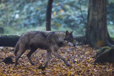 A grey wolf in the forest Stock Photos
