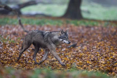 A grey wolf in the forest Stock Photos