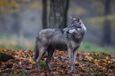 A grey wolf in the forest Stock Photos