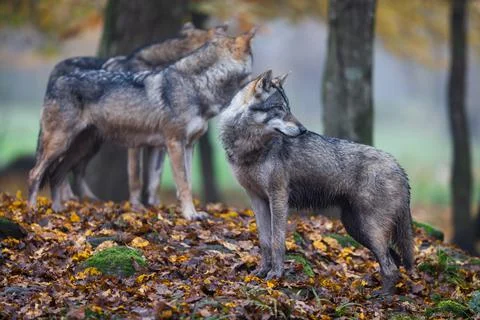 A grey wolf in the forest Foto stock
