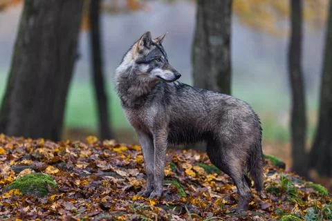 A grey wolf in the forest Stock Photos