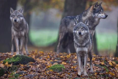 A grey wolf in the forest Foto stock