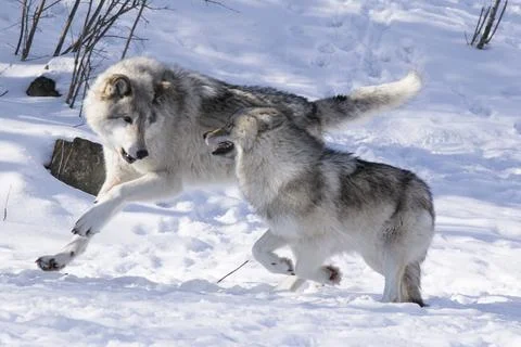 Grey Wolf, Gray Wolf, Canus lupus Stock Photos