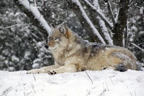 Grey Wolf, Gray Wolf, Canus lupus Stock Photos