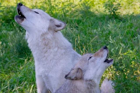 Grey Wolf, Gray Wolf, Canus lupus Stock Photos