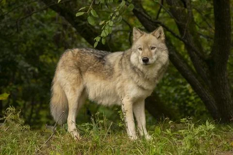 Grey Wolf, Gray Wolf, Canus lupus Stock Photos