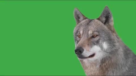 Grey wolf head looking left on green screen background. Animated cinemagraph, Stock Footage 340260607
