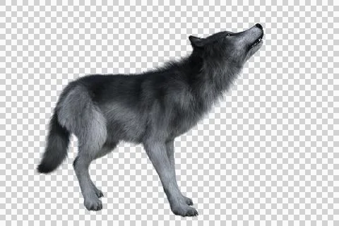 Grey Wolf Howling Stock Illustration