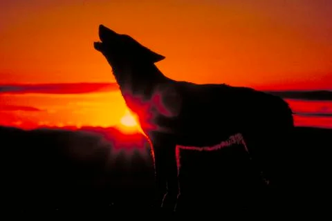 Grey wolf howling Stock Photos