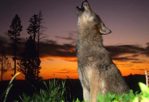 Grey Wolf Howling at Sunset Stock Photos
