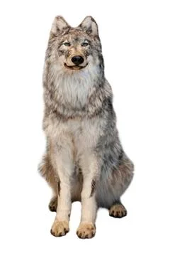 The grey wolf isolated on white background Stock Photos