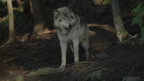 Grey Wolf Looking Around In Safari Park Of Parc Omega In 库存影片 143870004