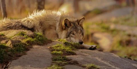 Grey wolf  looking right. Stock Photos