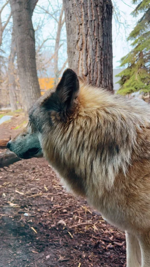 Grey wolf looking through trees. Grey wolf observing surroundings through trees Stock Footage 327300235