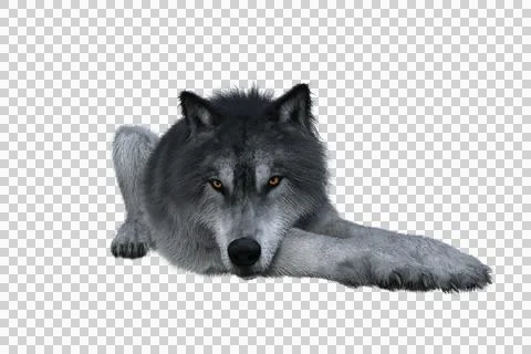 Grey Wolf Lying Down Stock Illustration