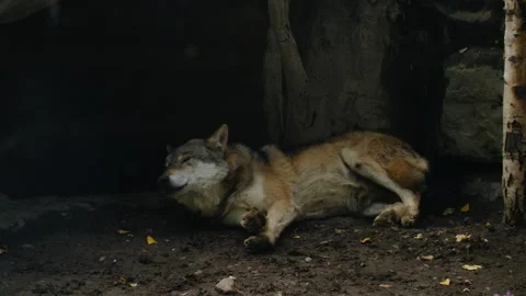 Grey wolf lying down to sleep Stock Footage 162709464