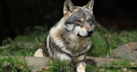 Grey wolf lying in the forest Stock Footage 119327711