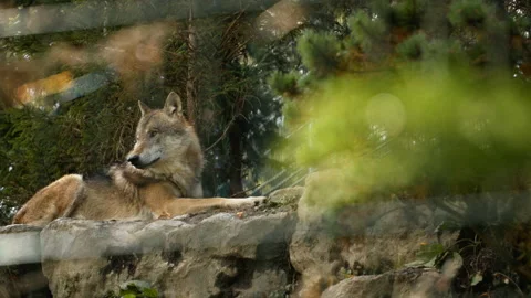 Grey wolf lying on stone Stock Footage 162711199