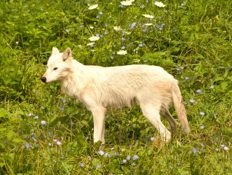 Grey wolf in meadow Stock Photos