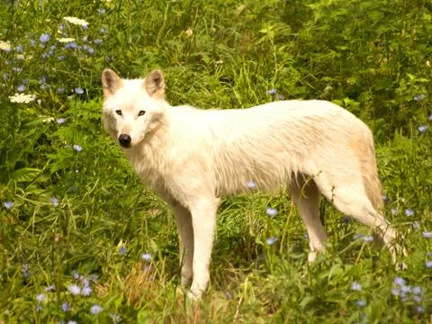 Grey wolf in meadow Stock Photos