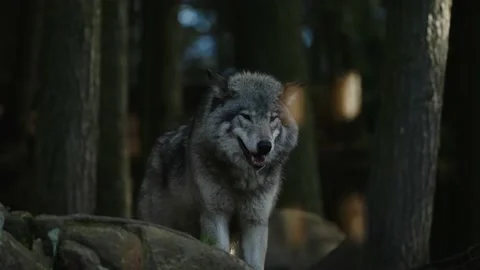 Grey Wolf With Mouth Open Looking Around The Safari Park With Trees In 库存影片 143861249