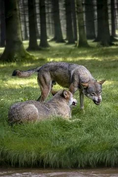 Grey Wolf Pack - Growling Stock Photos