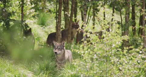 Grey wolf pack looking after prey in the dense summer forest Stock Footage 162262123
